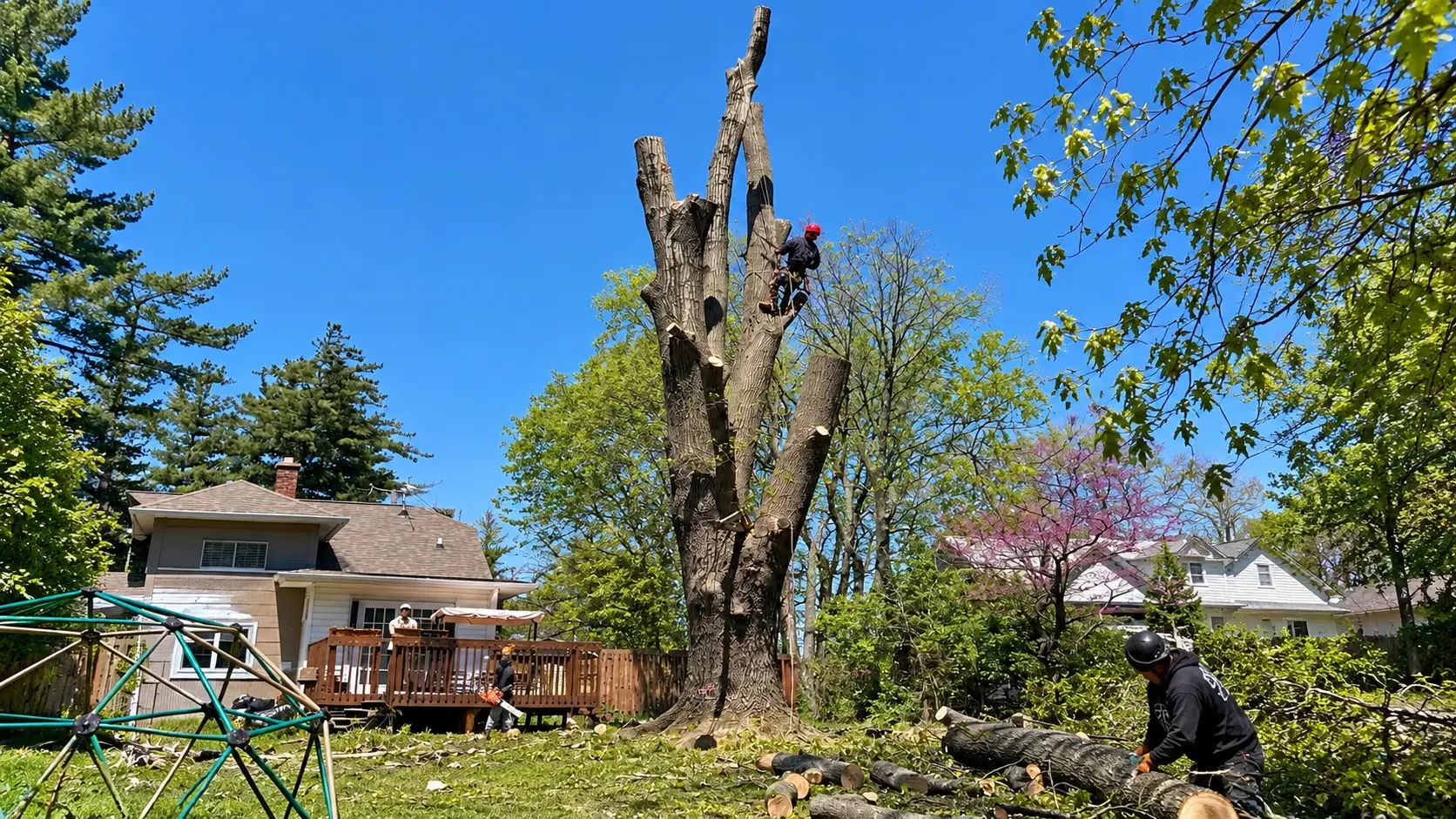 Professional arborist performing precision tree takedown